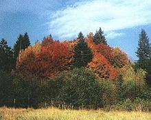 Mikroregin Severn Podpoanie-Obrzky z Podpoania