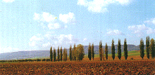 Mikroregin Medve-